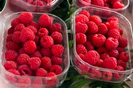 Fresh-picked red raspberries  Rubus idaeus  from a home garden