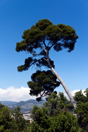 Maritime Pine curved tree, Pinus Pinaster mediterranean plant, の写真素材