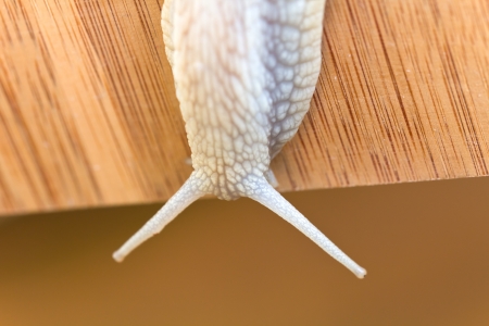 Snail on the wooden backgroundの写真素材
