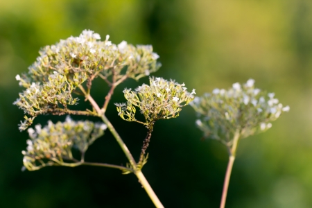Wildflower in the Garden, a close up shotの写真素材