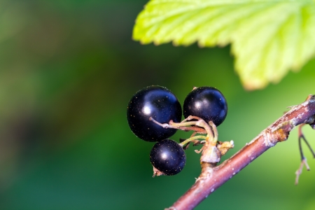 Fresh black currant in the gardenの写真素材