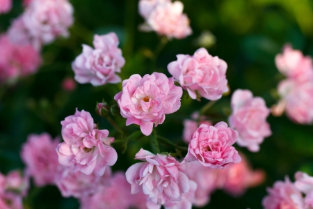 Red Rosesの写真素材