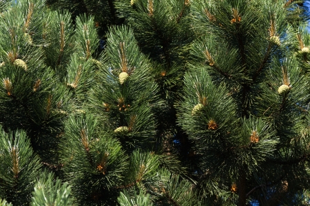 The background of bright green spruce 