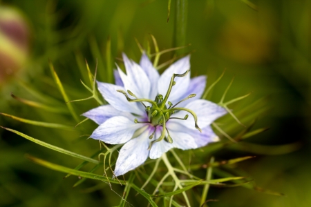 pasque flower, Pulsatilla patens  Pasqueflowers  Pulsatilla patens  on the field with grass  pasque flower  の写真素材