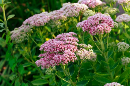 Sedum Herbstfreude 