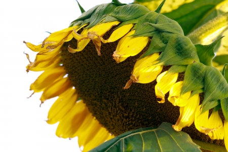 Close - up of sun flower against a white background の写真素材