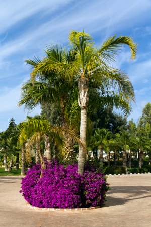 Palm Garden with Flowersの写真素材