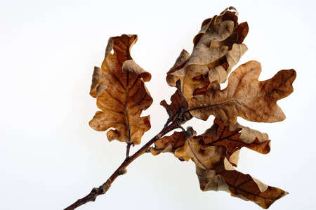 Dried autumn Oak leaves on branch, isolated on whiteの写真素材