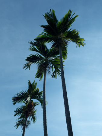Betel palm.の写真素材