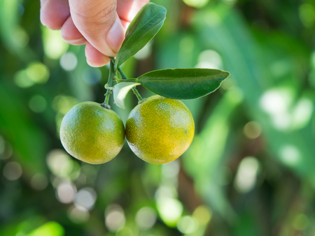 Twin small green orange.They have has a sour taste.の写真素材