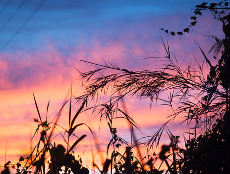 Leaves against backlight orange sunset sky in the evening.の写真素材