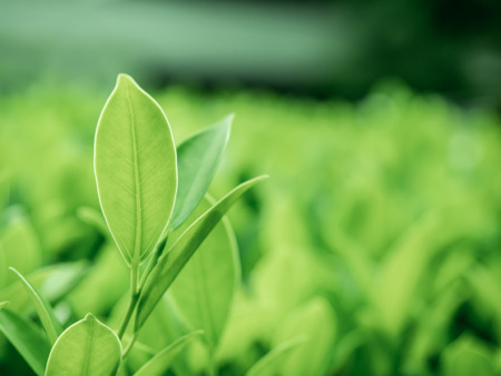 Nature of leaves close-up. Selective focus on the height of front leaves on the natural abstract...