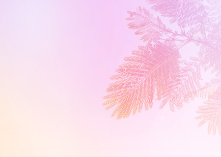 Soft  Colorful abstract Nature of leaves close-up on the Soft  Color background.の写真素材