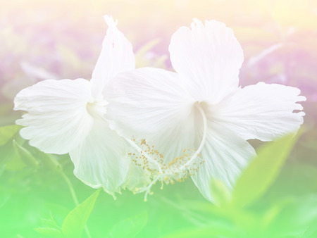 Abstract Flower background. beautiful flowers made with colorful filters.の写真素材
