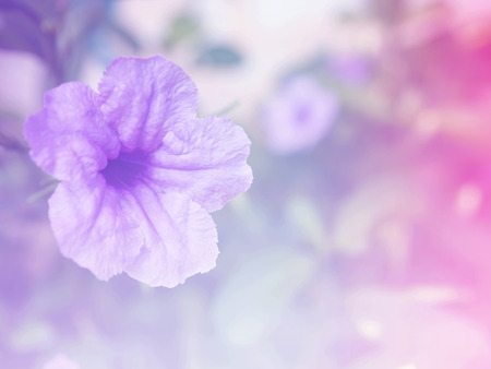 Abstract flower background. flowers made with color filters.の写真素材