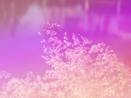 Abstract Blurry Grass Flower colorful background. Beautiful flowers made with colorful filters.の写真素材