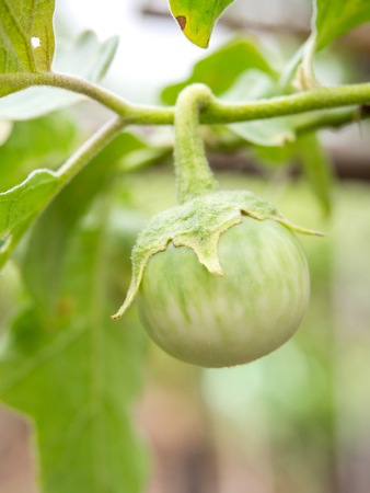 Raw eggplant Fresh on the tree.This easily grown vegetables In the garden or in pots.の写真素材
