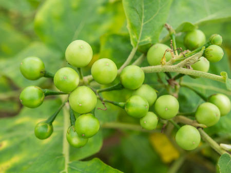 Group small vegetable of Solanum torvum on the tree in the vegetable garden behind the house.の写真素材
