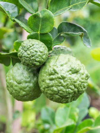 Raw bergamot Fresh on the tree. This easily grown vegetables In the garden. It has a sour water. It is a Herbal Extracts and more. Bergamot juice can be used to cook food.の写真素材