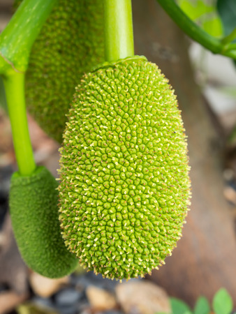 Baby small jackfruit on the tree in the garden behind the house.