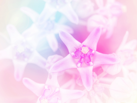 Abstract Blurry crown flower colorful background. Beautiful flowers made with colorful filters.の写真素材