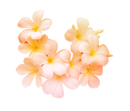 Beauty colorful of Frangipani or Plumeria flowers made with colorful filters.の写真素材