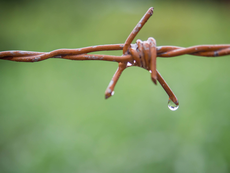 Close up rusty barb wire fence with drops of water on Blurred background.の写真素材