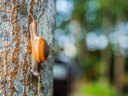One of Brown Snail is climbing up the tree.Snail is a common name that is applied most often to land snails, terrestrial pulmonate gastropod molluscs.の写真素材