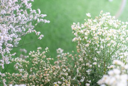 Close up white and yellow flowers on blur green background in wedding.の写真素材