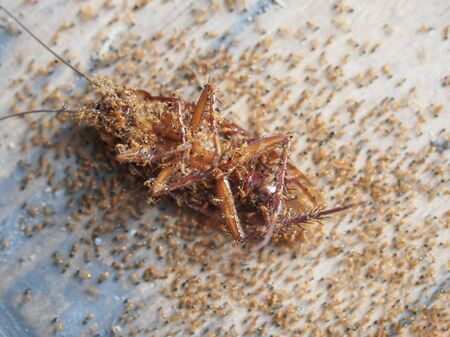 Cockroaches die on the ground and have ants to eat as food of it background.