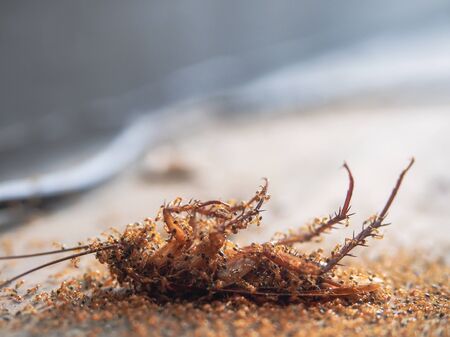 Cockroaches die on the ground and have ants to eat as food of it background.の写真素材