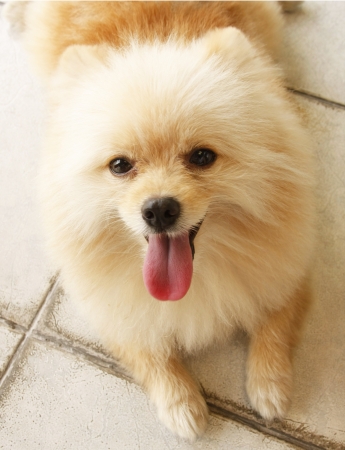 Dogの写真素材
