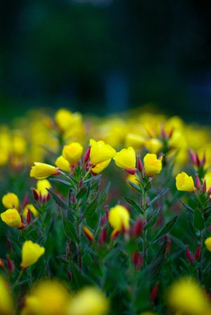 beautiful yellow oenothera on green background in summer dayの写真素材