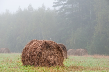 Big haystack on field captured in a foggy morning with forest on background