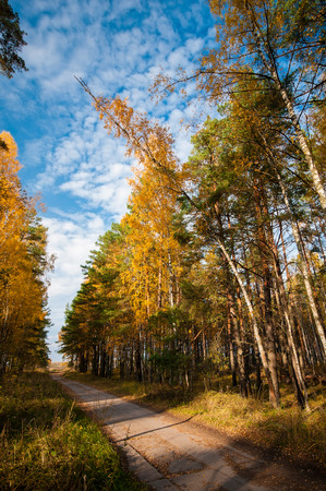 The road through the forest in sunny day filled sunshineの写真素材