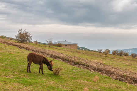 Donkey grazing on the grass by Demerji mountain, Crimeaの写真素材