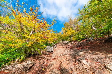 beautiful spring in mountain forestの写真素材