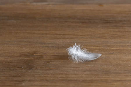 white and grey feather on wood with nature backgroundの写真素材