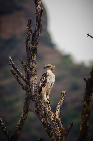 Solitude Hawkの写真素材