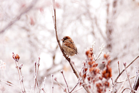 Winter sparrowの写真素材