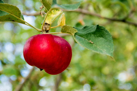 Detailed apple fruit in garden of apple treesの写真素材
