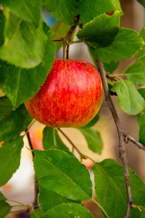 Detailed apple fruit in garden of apple trees
