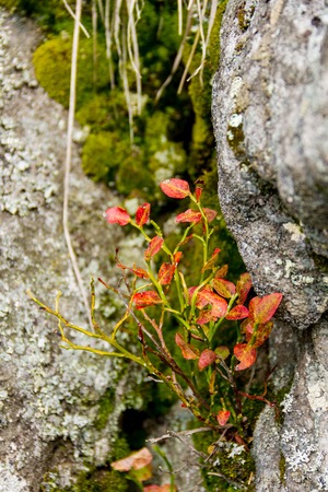 Colorful bluberries bush growing on the rockの写真素材