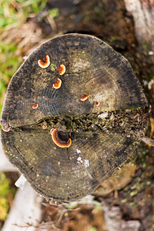 Colorful cracked logs in the autumn's forestの写真素材