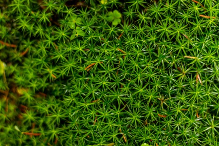 Covering of green wet moss in the forestの写真素材