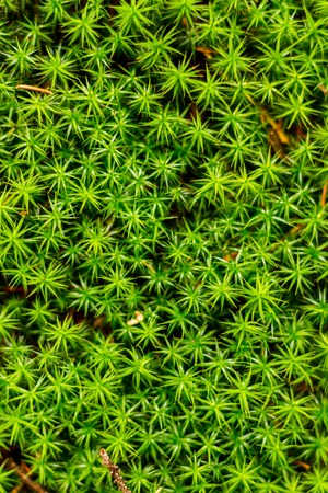 Covering of green wet moss in the forestの写真素材