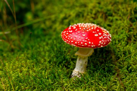 Alone colorful mushroom in the deep forestの写真素材
