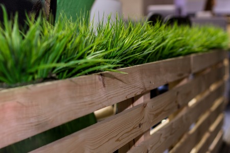 Pots with fresh grass on the wooden shelf. Modern interior decorationの写真素材