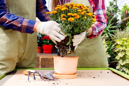 Florists couple at work.Close-up shooting of planting flowers in pot with soil.の写真素材