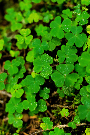 Rain drops on the leaves of green clover
